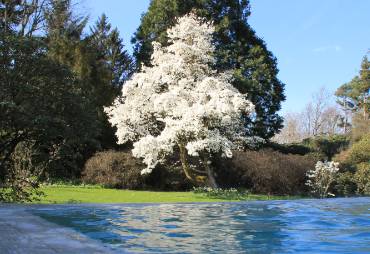 Magnolia Next To Hydrotherapy Infinity Pool