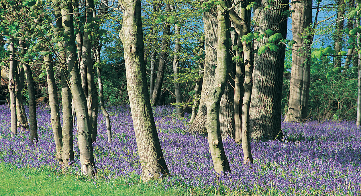 Rudding Park Gardens