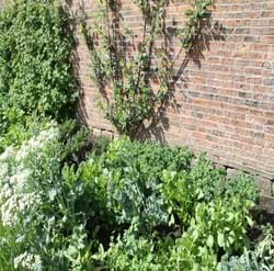 kale kitchen garden at rudding park