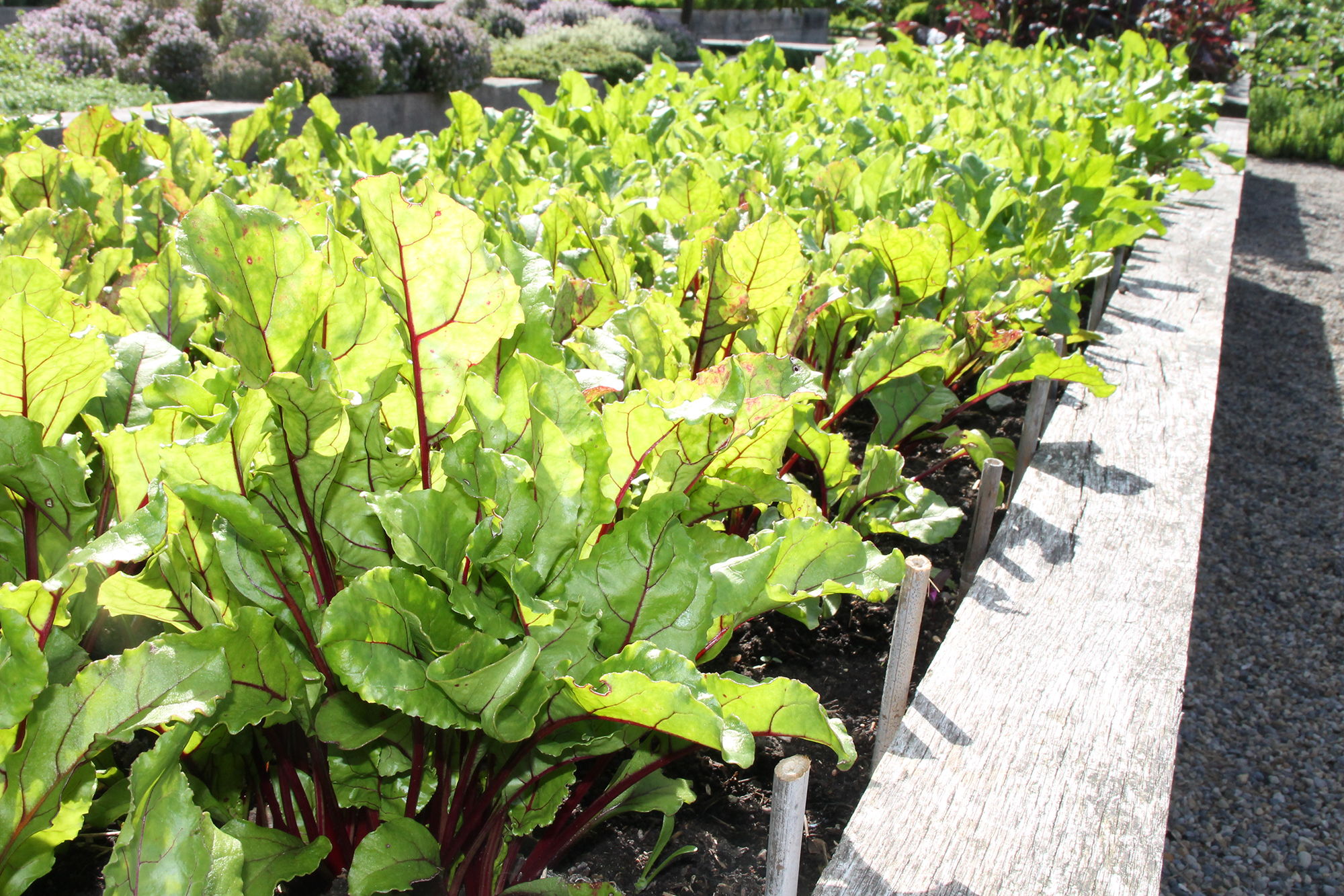 Rudding Park Kitchen Garden