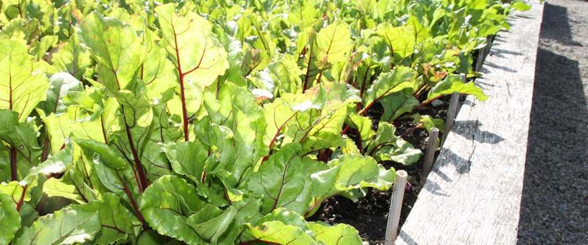 Rudding Park Kitchen Garden