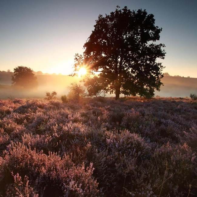 Elemis Nature