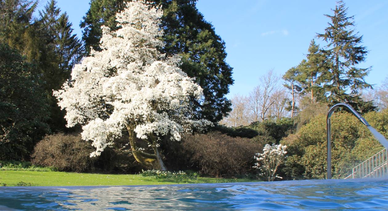 Magnolia Next To Hydrotherapy Infinity Pool